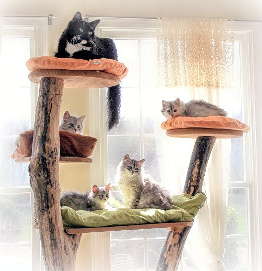 Paca Pet Poufs are LOVED by Our Fur Babies!