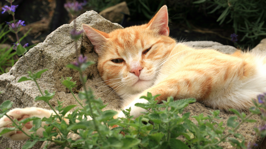 Benefits of Catnip