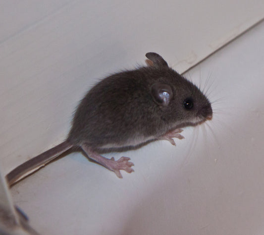 We Finally Have a Mouser in the House!
