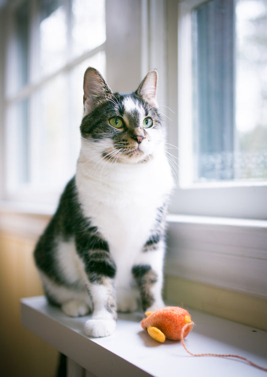 Last Show of the Year!