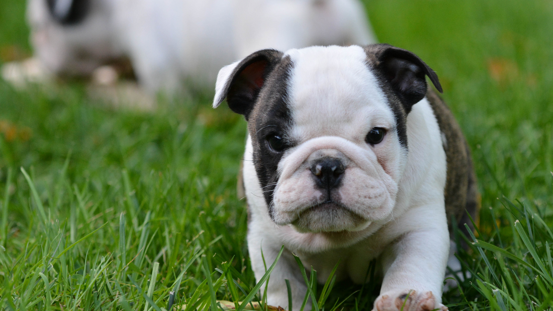 National Puppy Day National Take a Walk in The Park Day Sugarboy's Fiber Creations