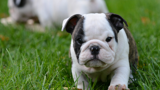 National Puppy Day National Take a Walk in The Park Day Sugarboy's Fiber Creations