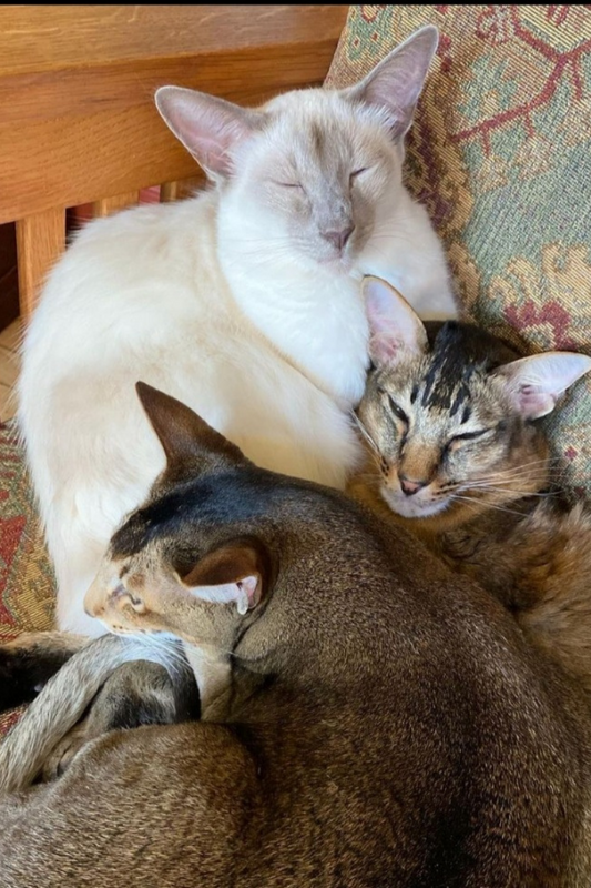 National Pet Day Sugarboy's Fiber Creations