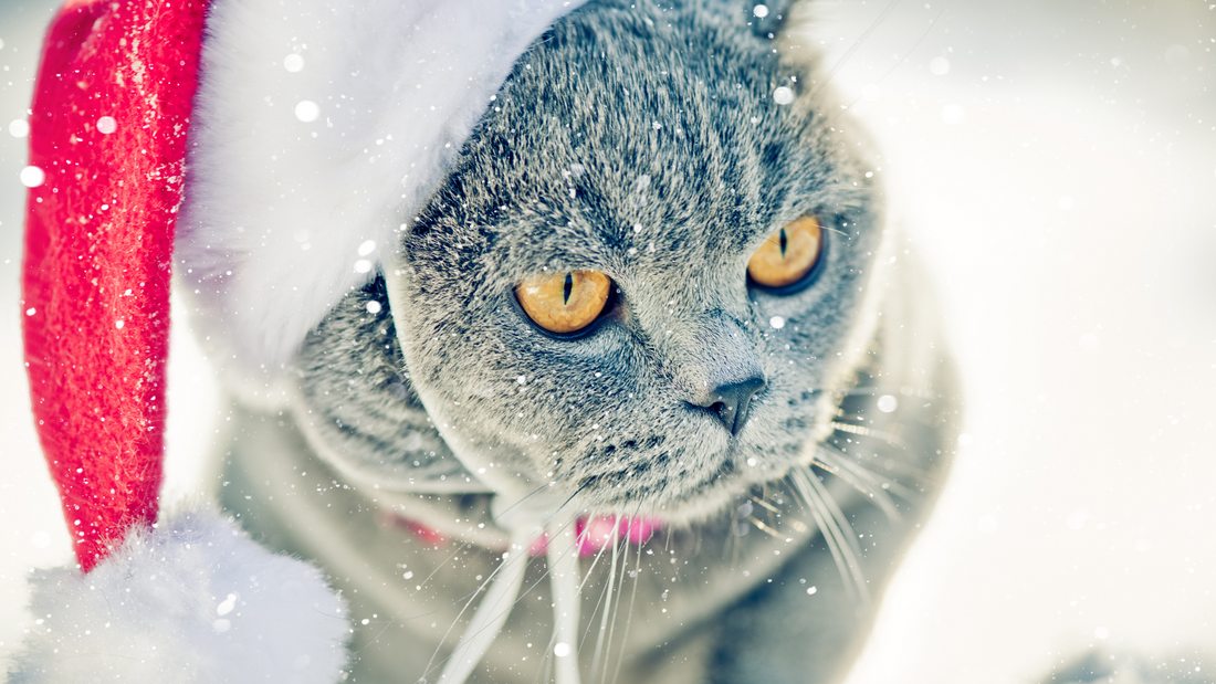 Pet Lovers Gift Guide