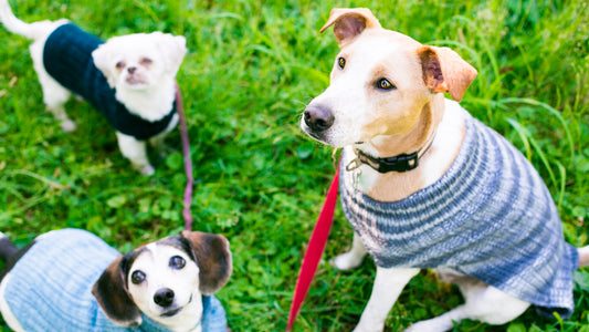 Wool Dog Sweater Care Instructions