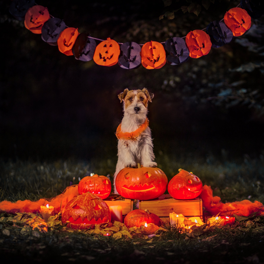 FALL in love with Sugarboy's Creations