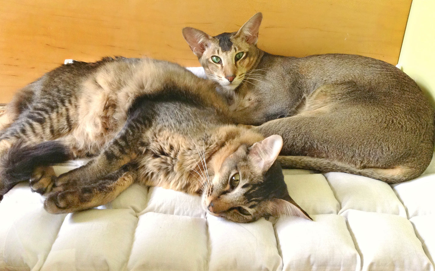 Paca Pet Pouf Pet Bed Flannel Brown Pajama Stripe Cover