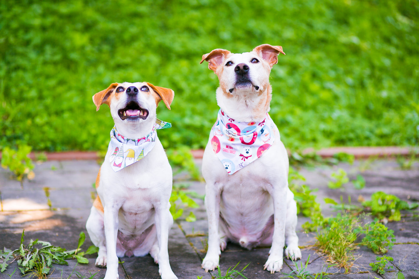 Dog Bandanna Christmas Gnomes