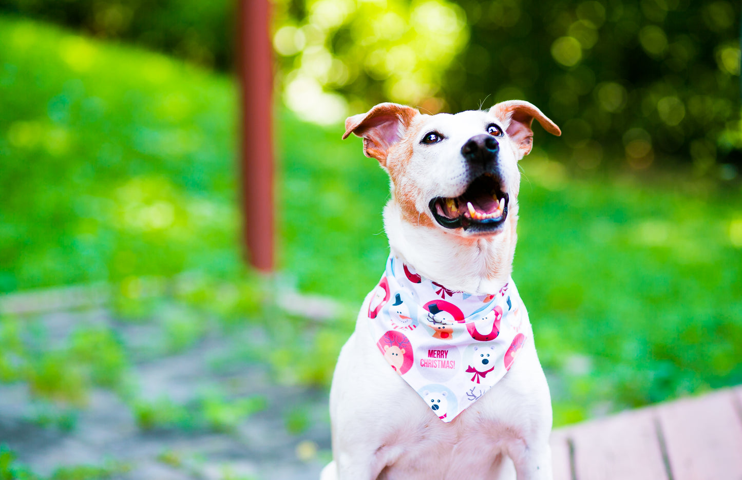 Dog Bandanna Cute Christmas Characters