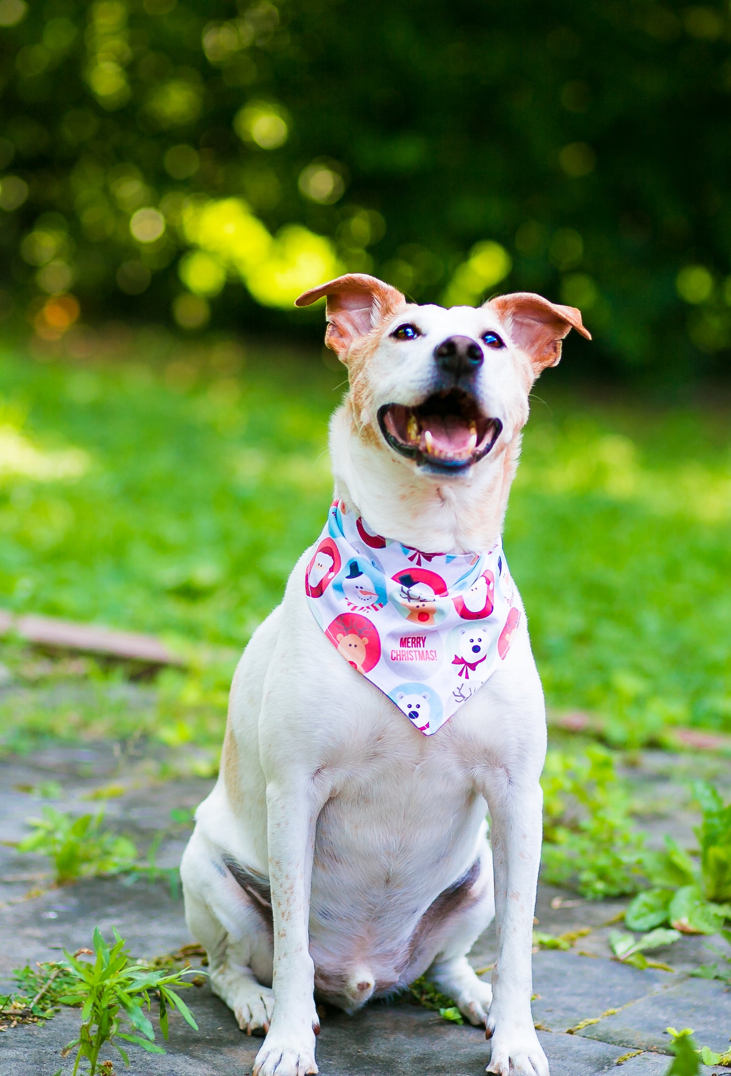 Dog Bandanna Cute Christmas Characters