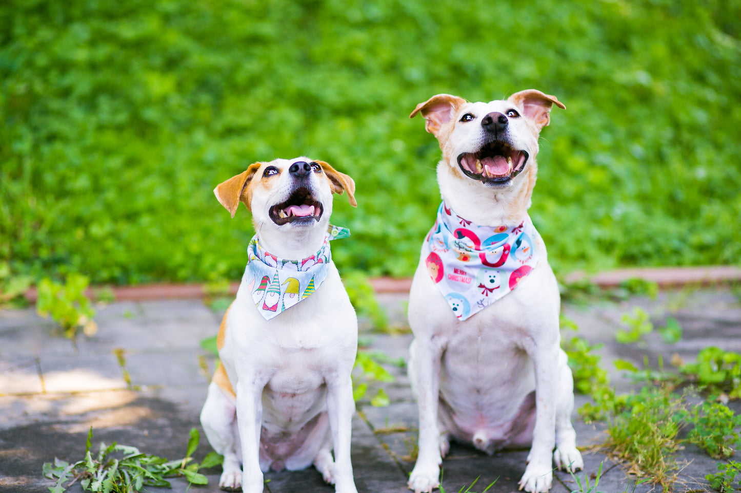 Dog Bandanna Cute Christmas Characters