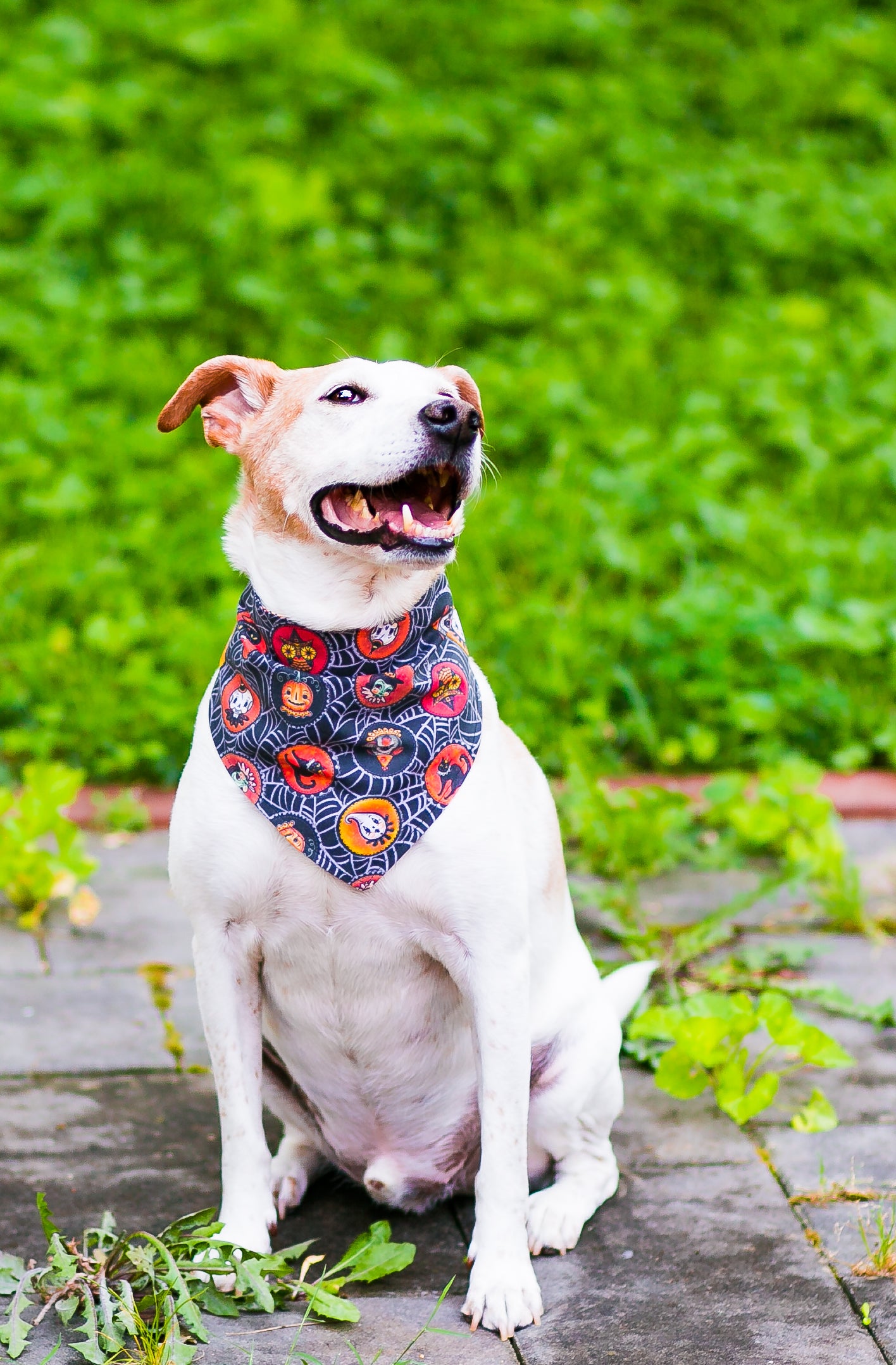 Dog Bandanna Halloween Saucers on Spider Webs