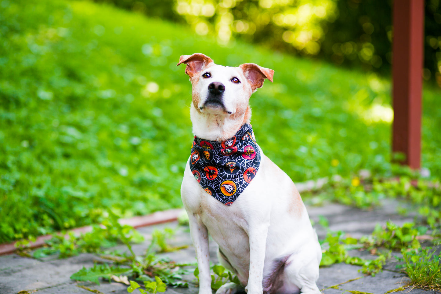 Dog Bandanna Halloween Saucers on Spider Webs