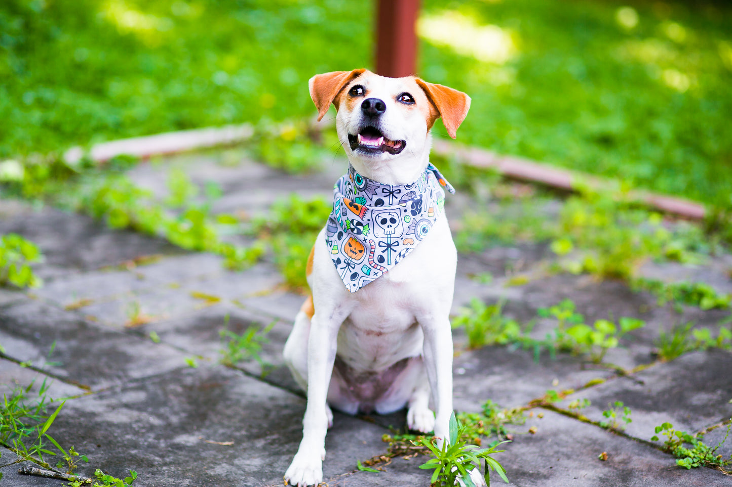 Dog Bandanna Trick or Treat Halloween Candy