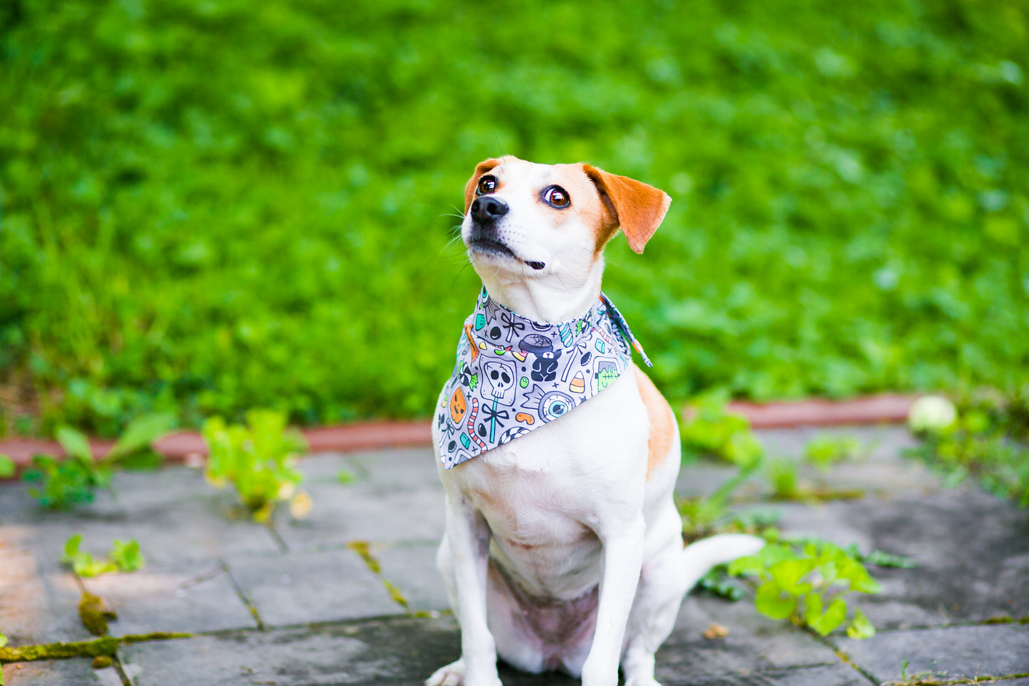 Dog Bandanna Trick or Treat Halloween Candy