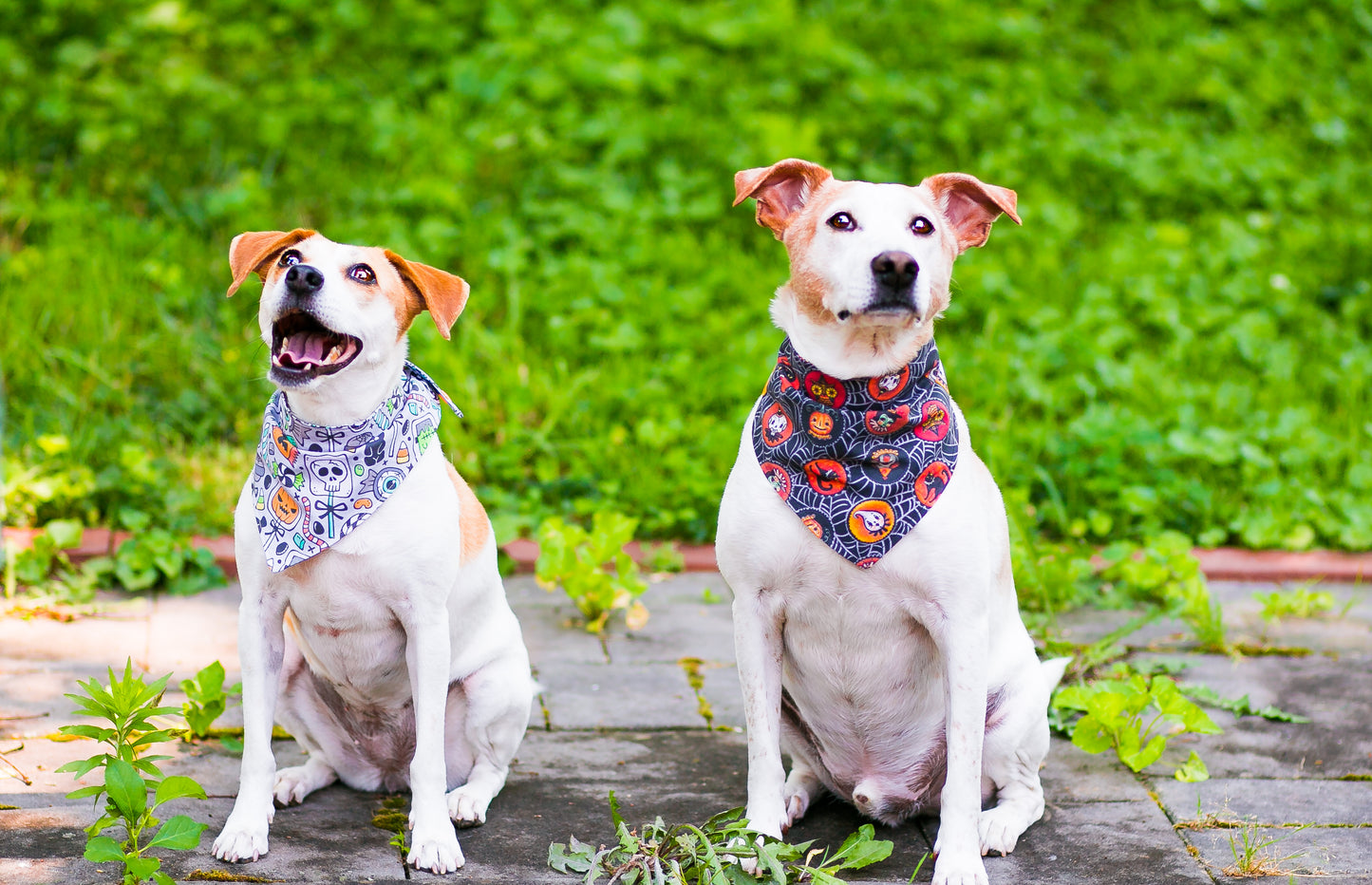 Dog Bandanna Trick or Treat Halloween Candy