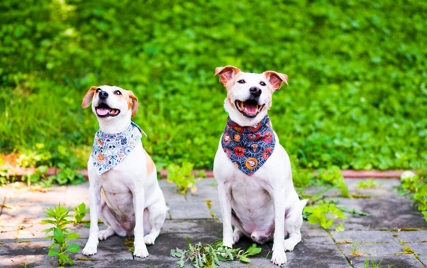 Dog Bandanna Trick or Treat Halloween Candy