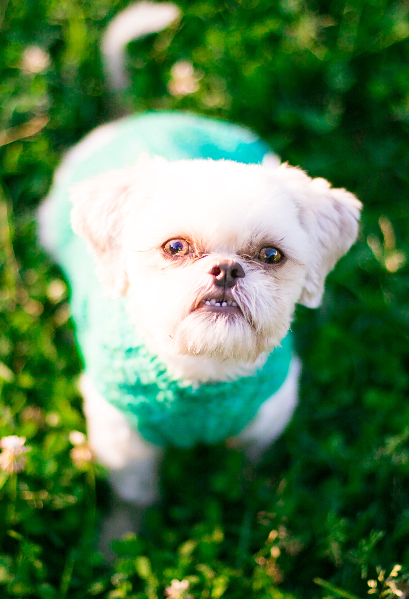 Cat & Dog Pet Sweaters in Campbell - LAST OF THIS COLORWAY!