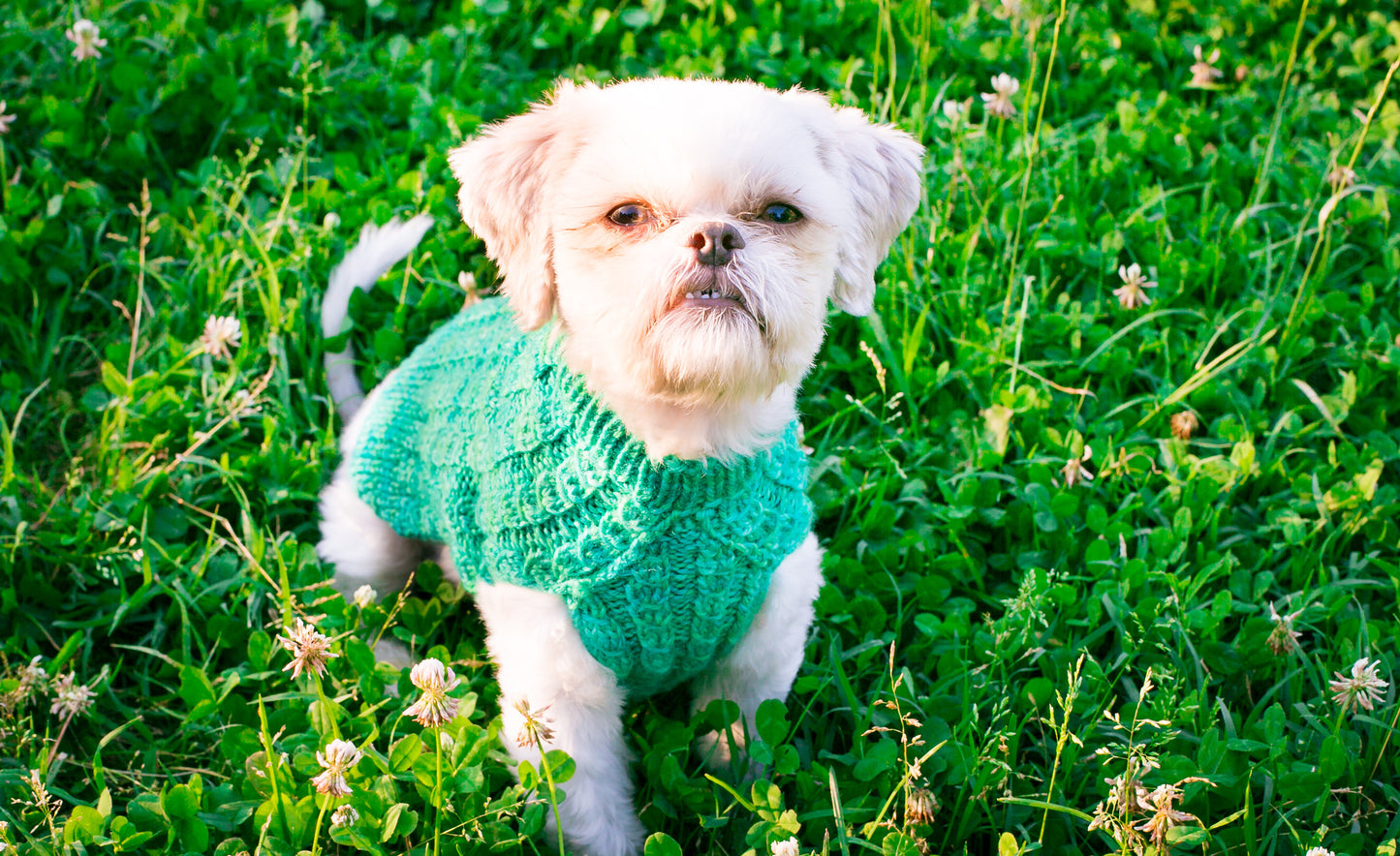 Cat & Dog Pet Sweaters in Campbell - LAST OF THIS COLORWAY!