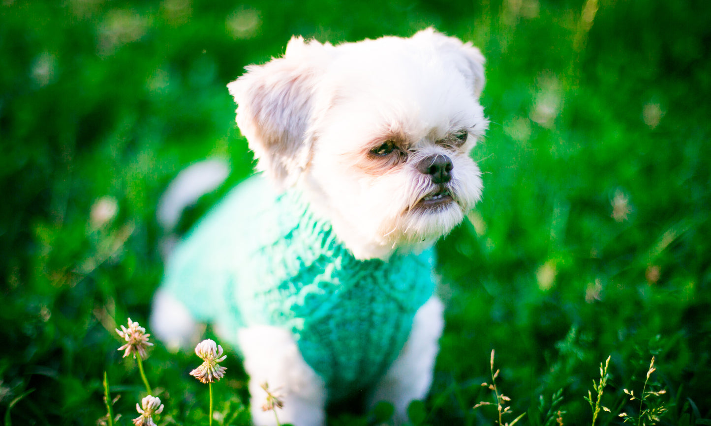 Cat & Dog Pet Sweaters in Campbell - LAST OF THIS COLORWAY!