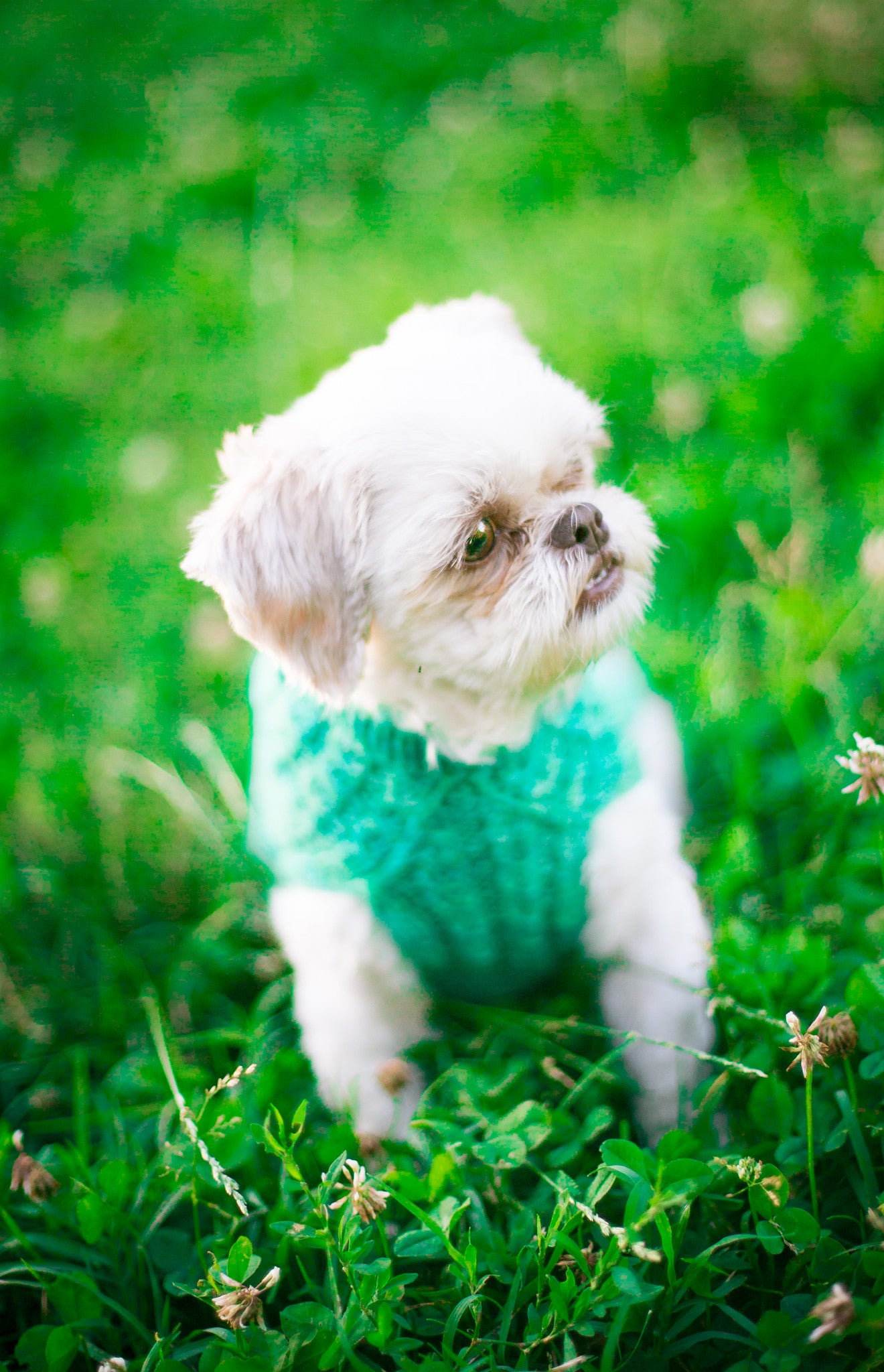 Cat & Dog Pet Sweaters in Campbell - LAST OF THIS COLORWAY!