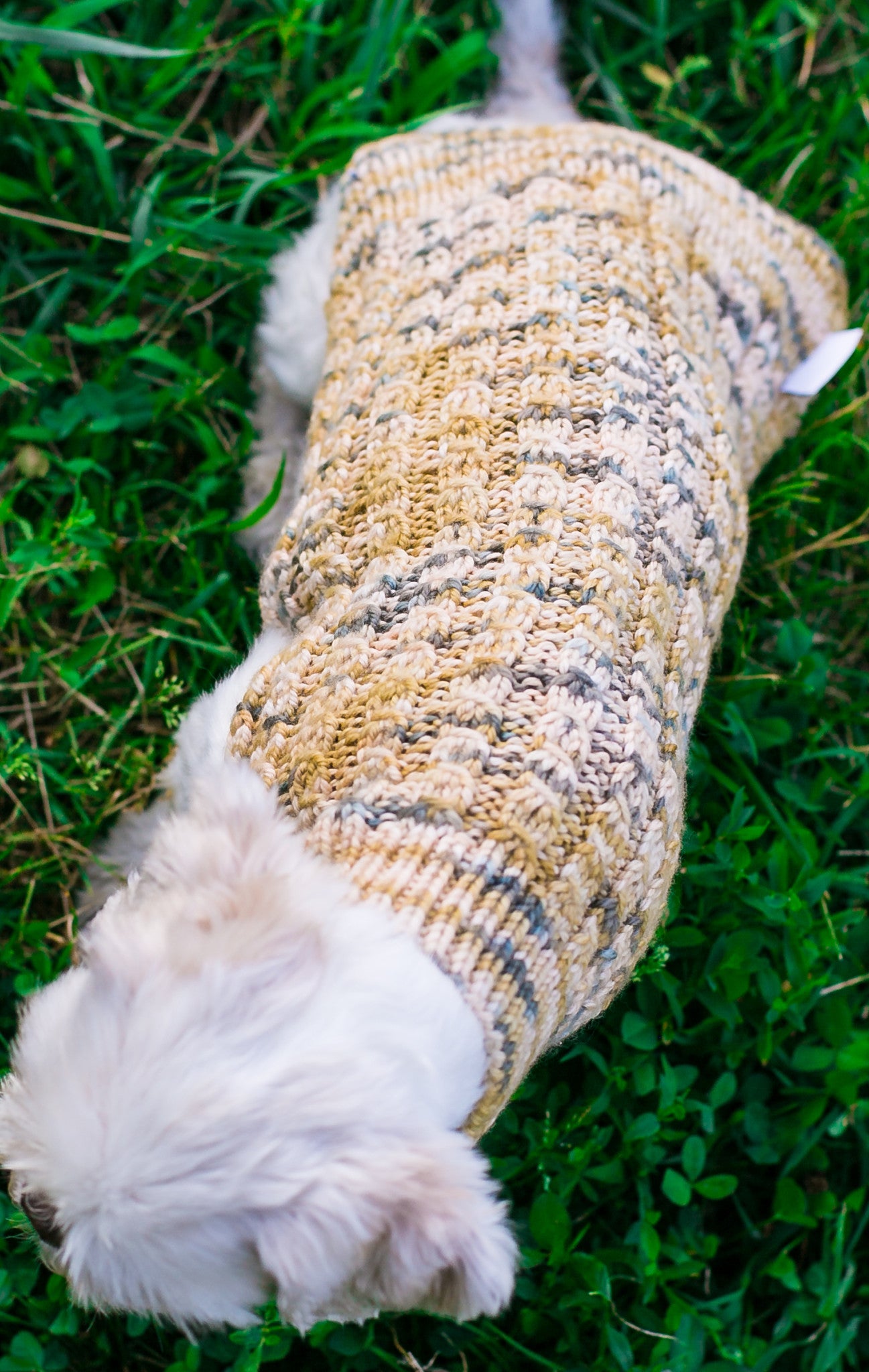 Cat & Dog Pet Sweaters in Monkeyshines - LAST OF THIS COLORWAY!