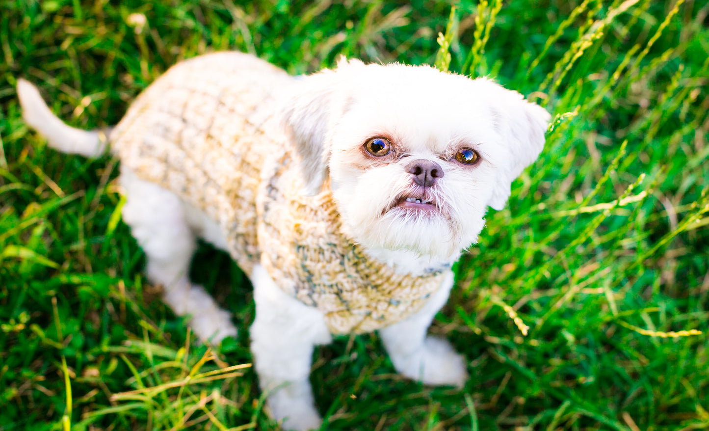 Cat & Dog Pet Sweaters in Monkeyshines - LAST OF THIS COLORWAY!