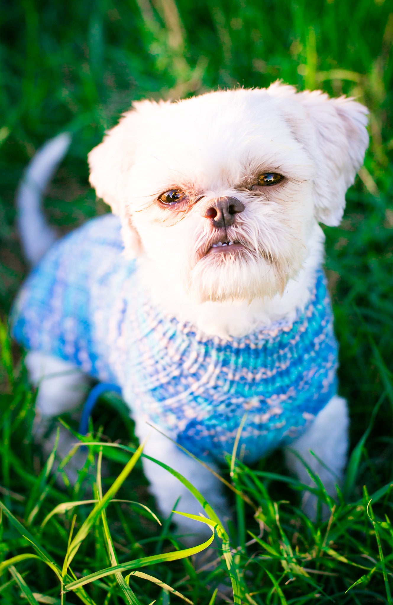 Cat & Dog Pet Sweaters in Jay Pond - VERY LIMITED QUANTITY AND LAST OF THIS COLORWAY!
