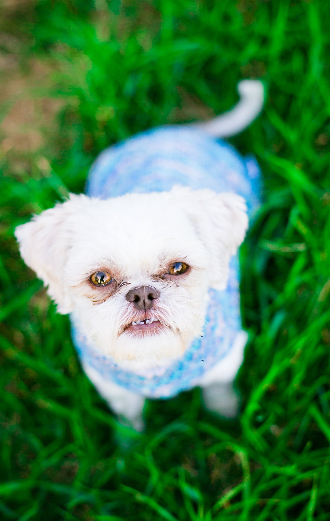 Cat & Dog Pet Sweaters in Jay Pond - VERY LIMITED QUANTITY AND LAST OF THIS COLORWAY!