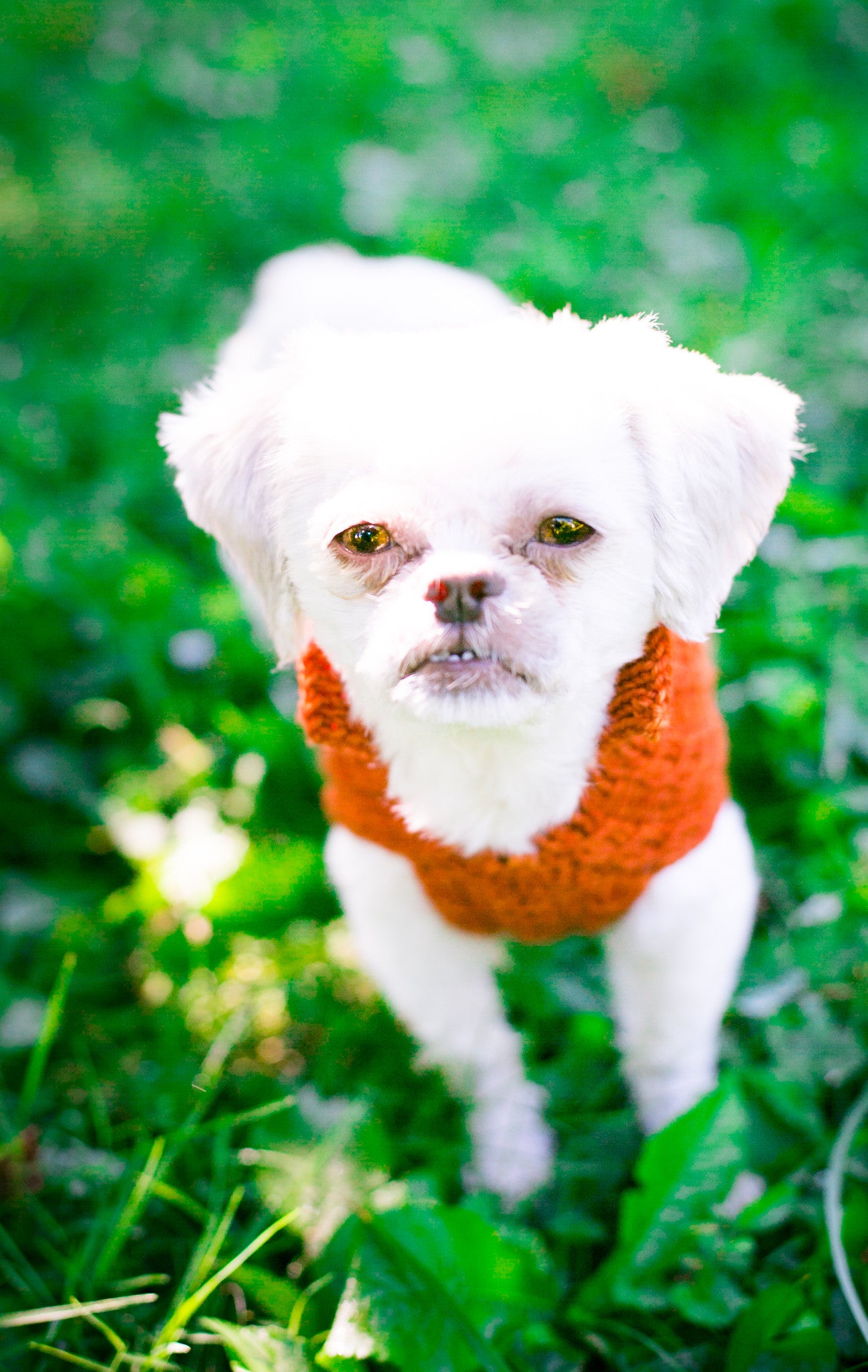 Cat & Dog Pet Sweaters in Pumpkin LAST ONE!