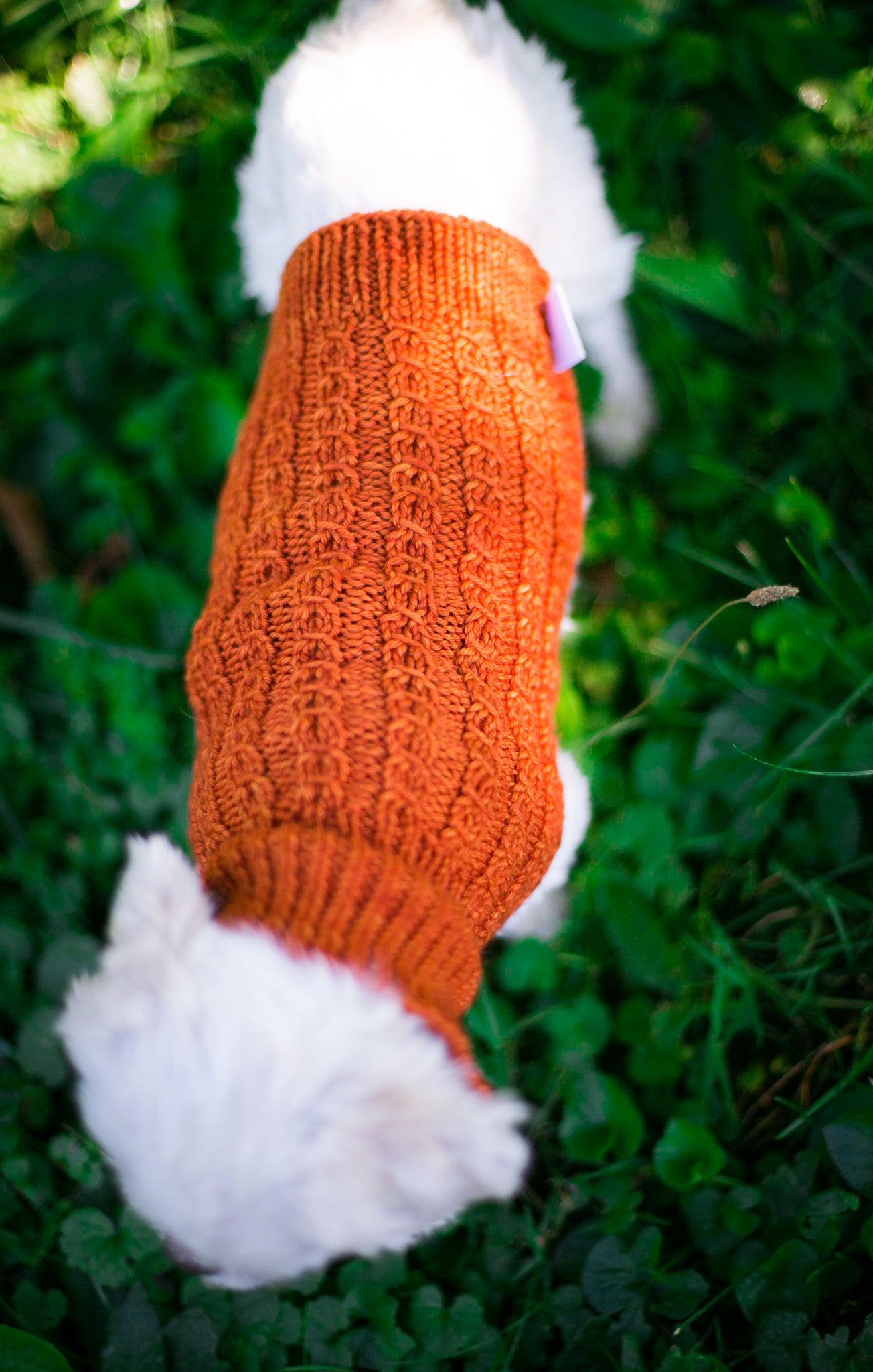 Cat & Dog Pet Sweaters in Pumpkin LAST ONE!