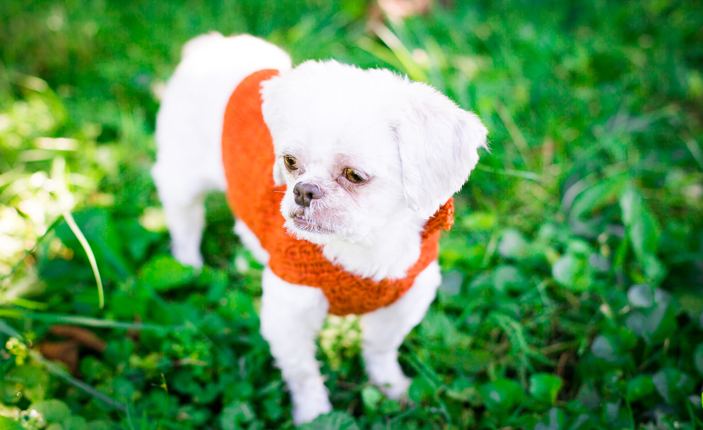 Cat & Dog Pet Sweaters in Pumpkin LAST ONE!