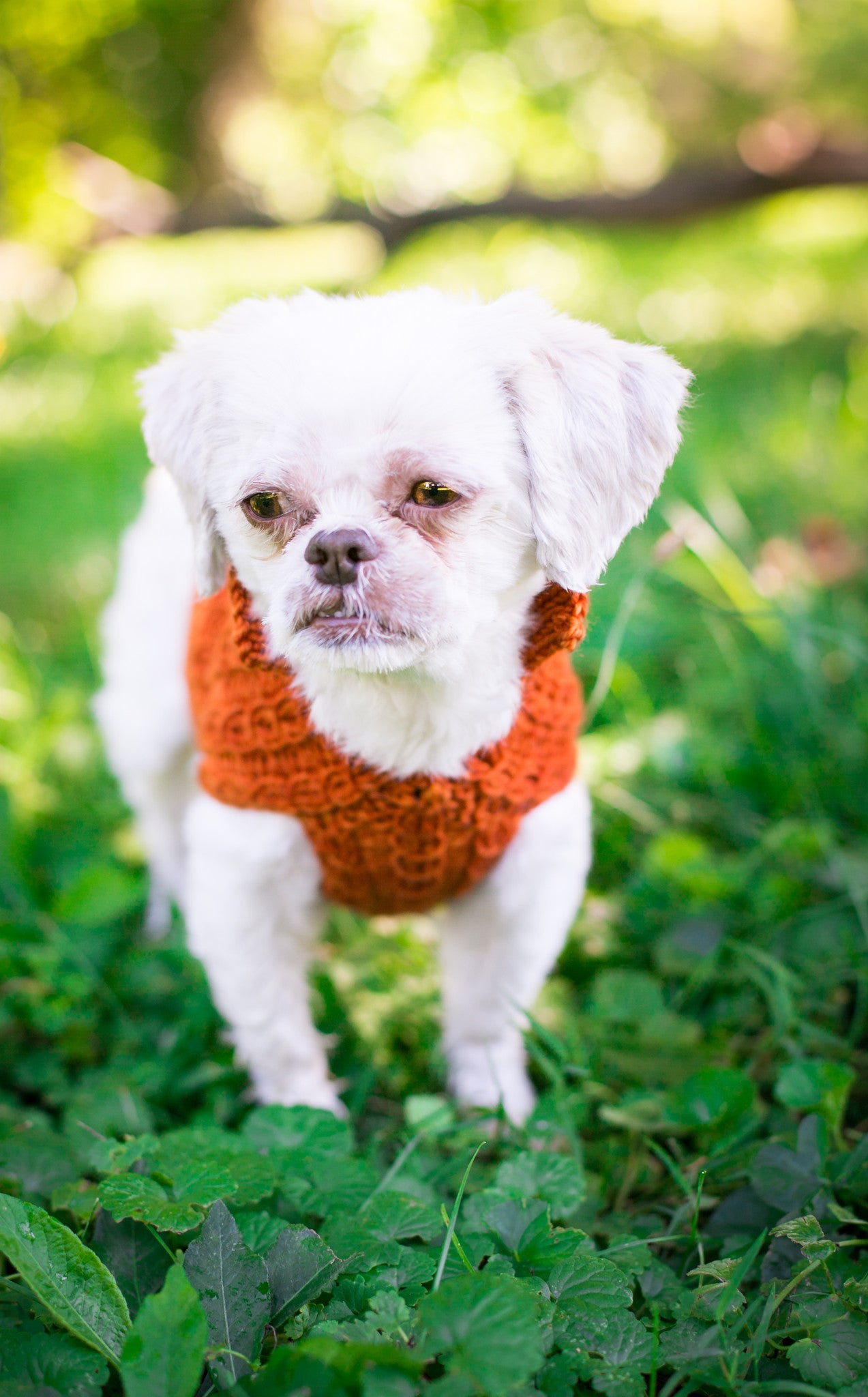 Cat & Dog Pet Sweaters in Pumpkin LAST ONE!