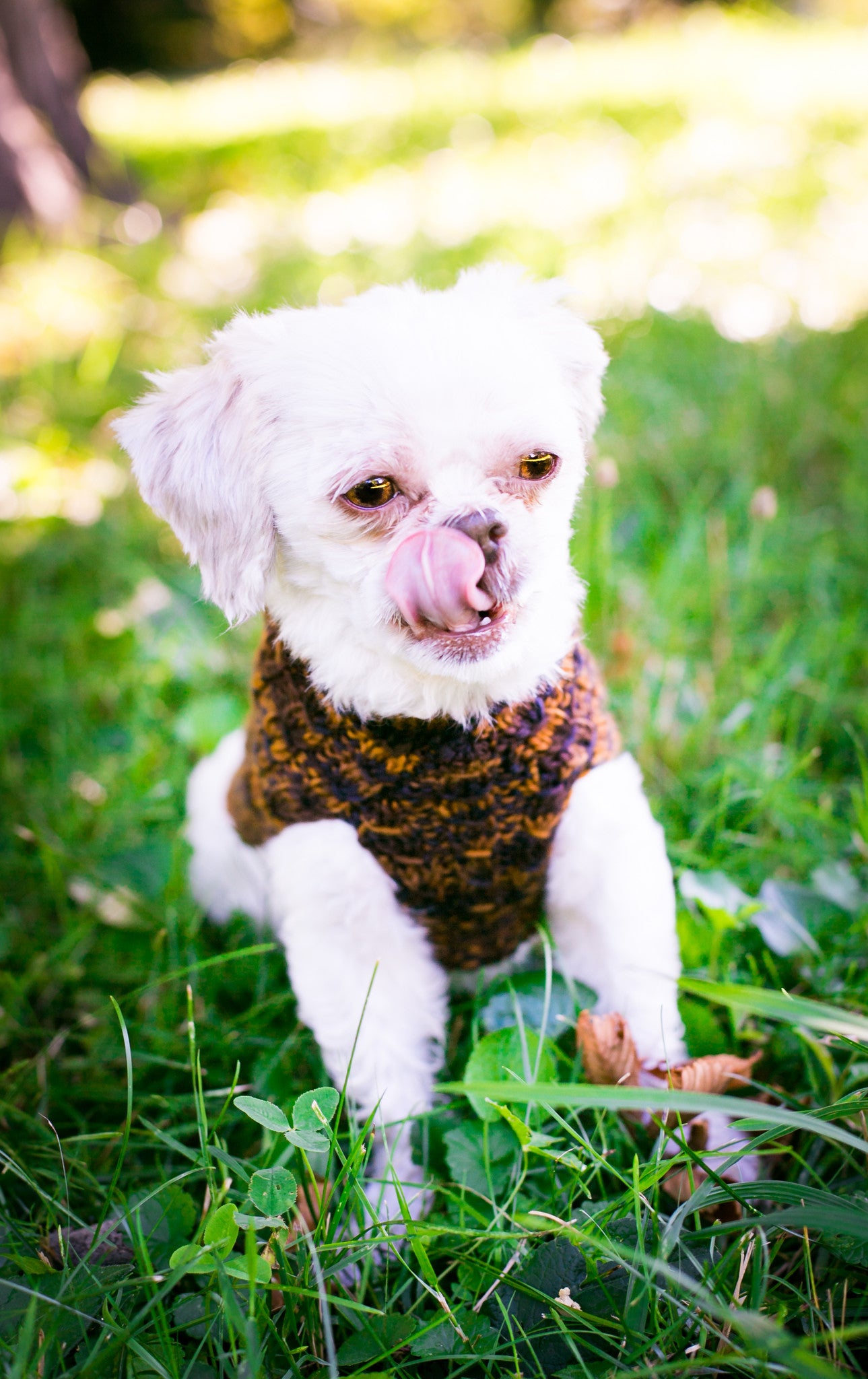 Cat & Dog Pet Sweaters in Safari - VERY LIMITED QUANTITY AND LAST OF THIS COLORWAY!