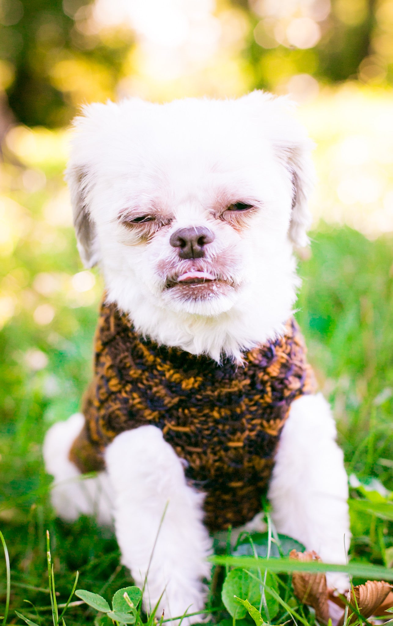 Cat & Dog Pet Sweaters in Safari - VERY LIMITED QUANTITY AND LAST OF THIS COLORWAY!