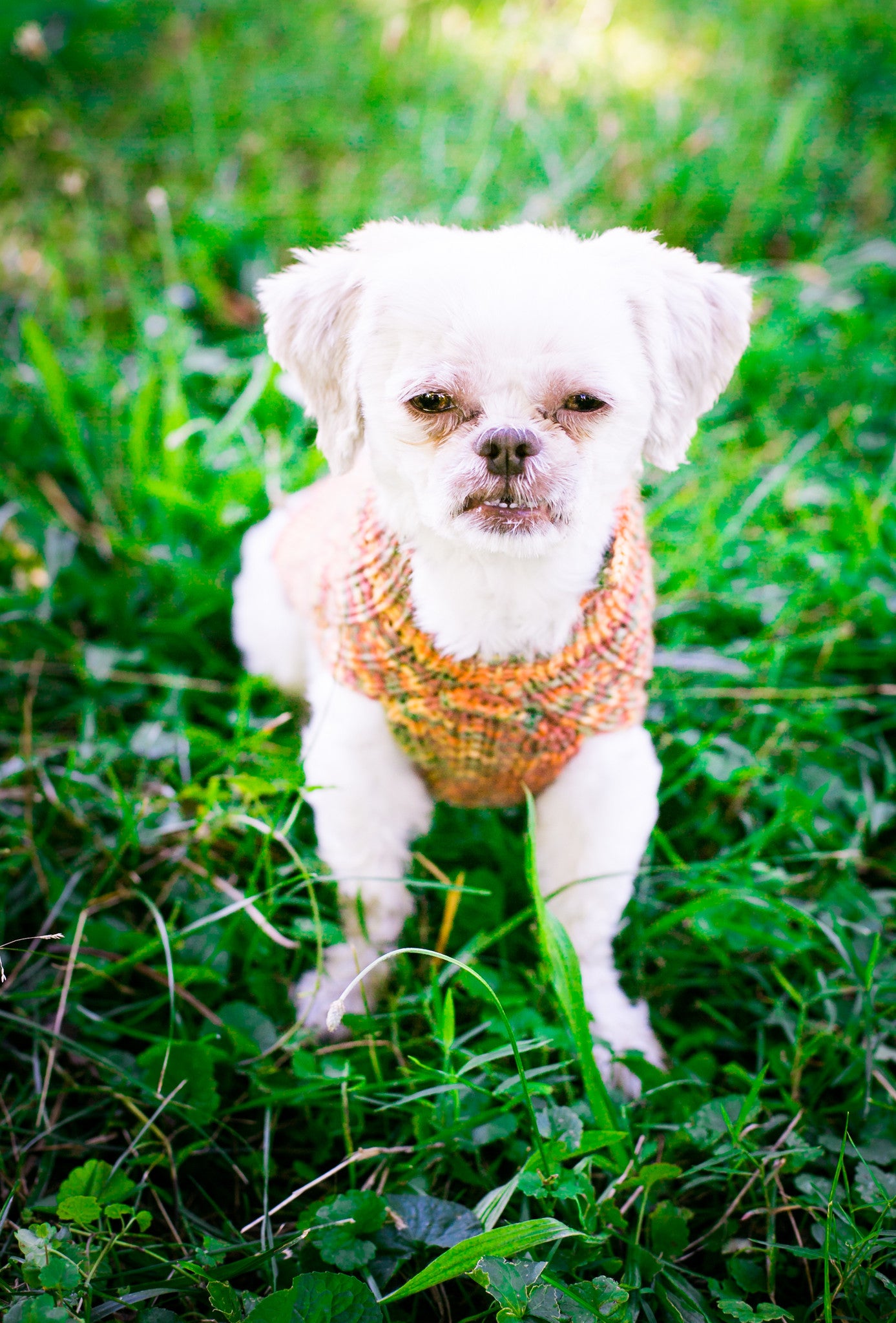 Cat & Dog Pet Sweaters in Glenwood