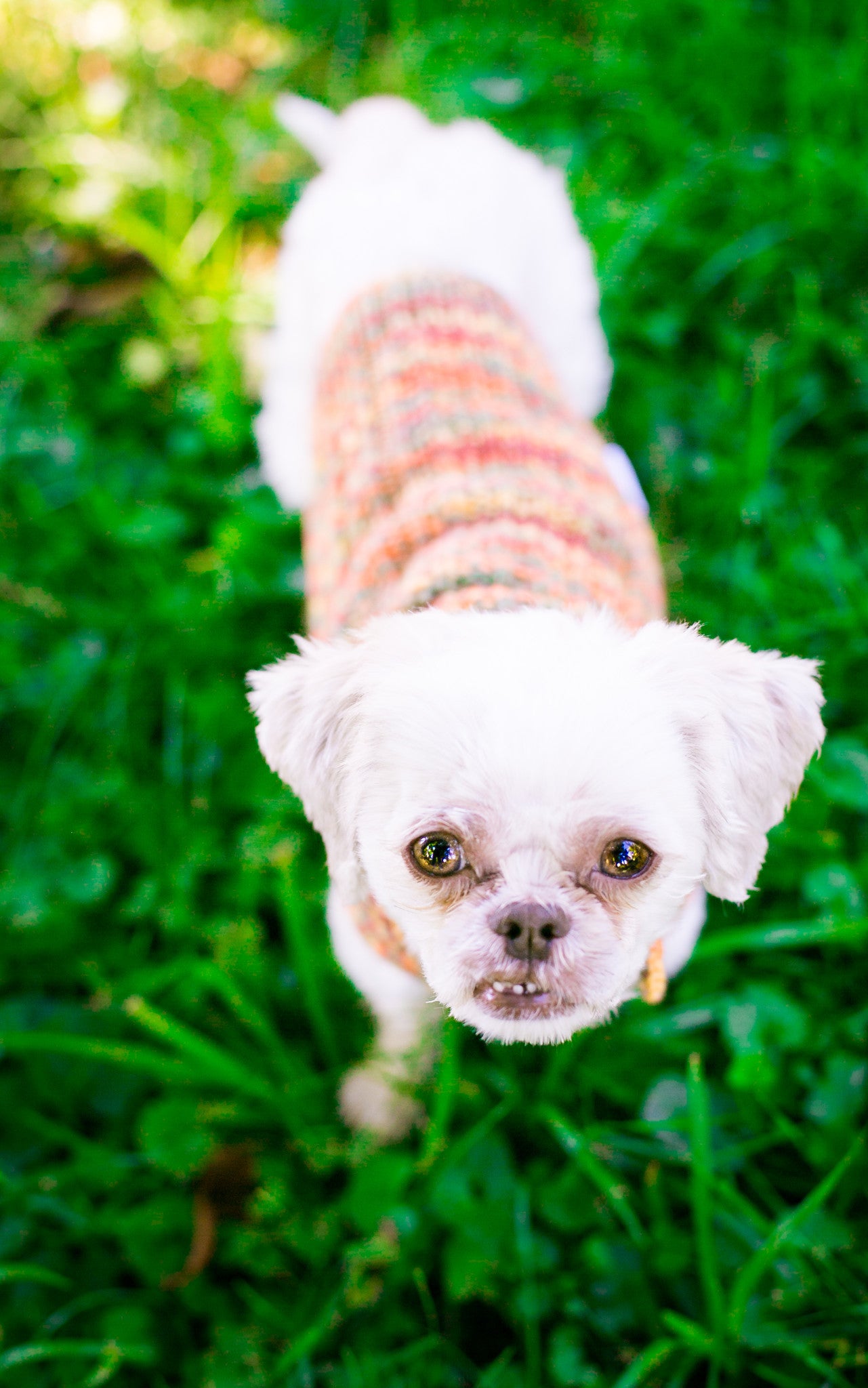 Cat & Dog Pet Sweaters in Glenwood