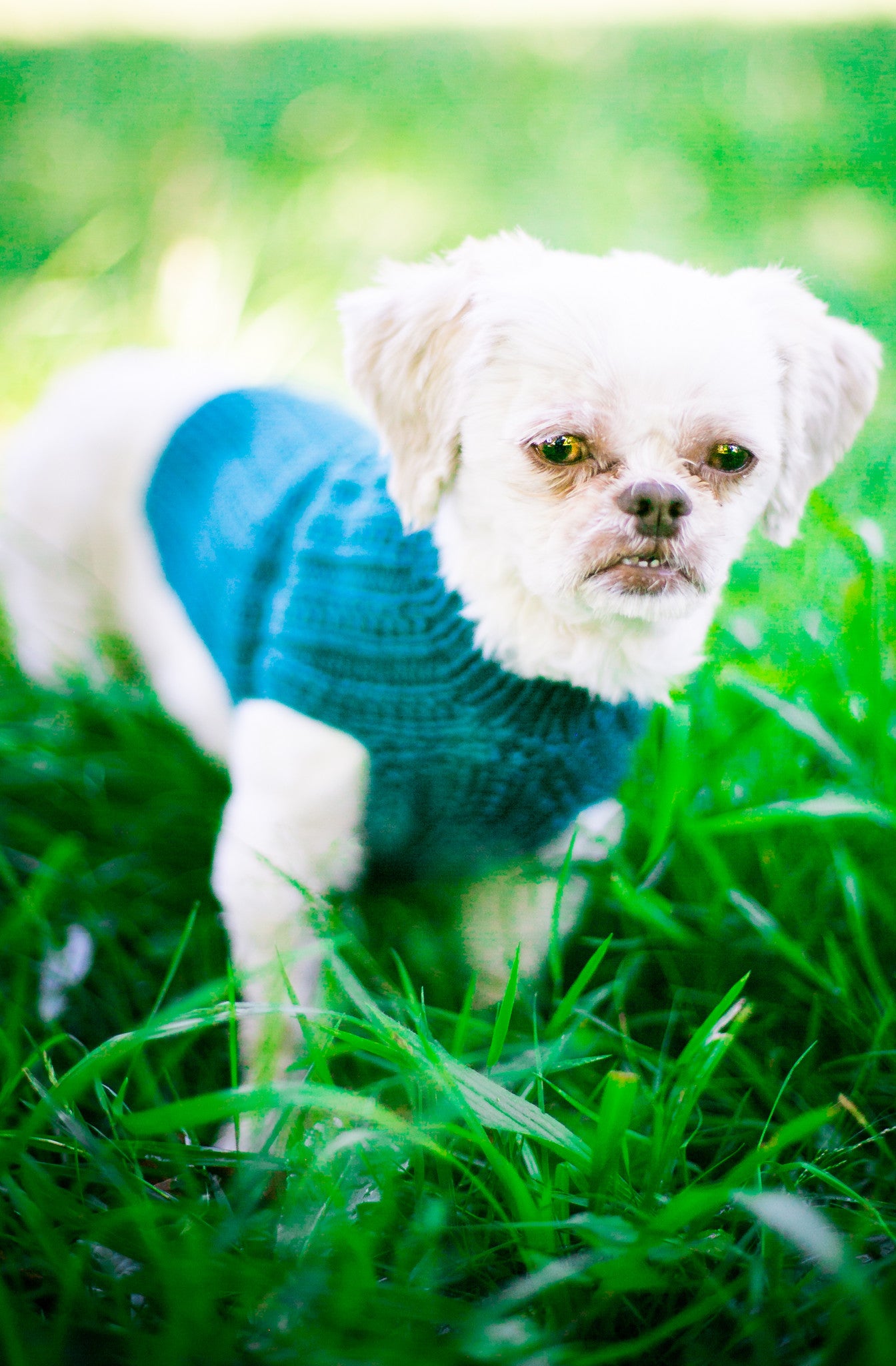 Cat & Dog Pet Sweaters in Jade LAST ONE!