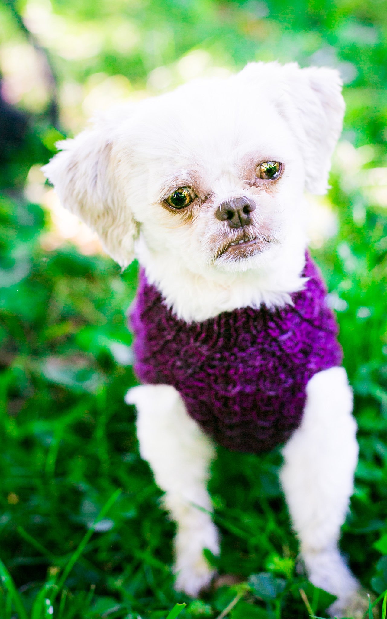 Cat & Dog Pet Sweaters in Blackberry LAST ONE!