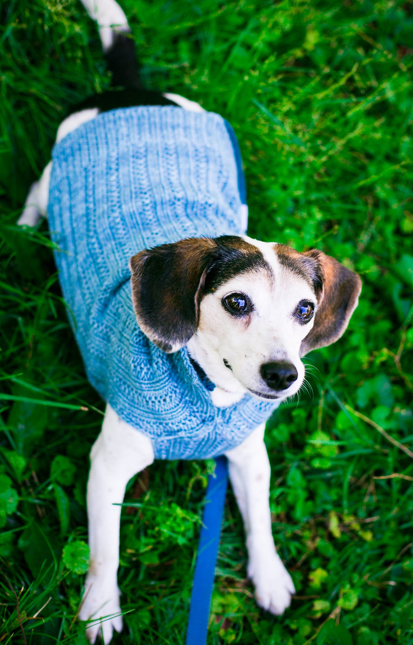 Cat & Dog Pet Sweaters in Hush LAST ONE!