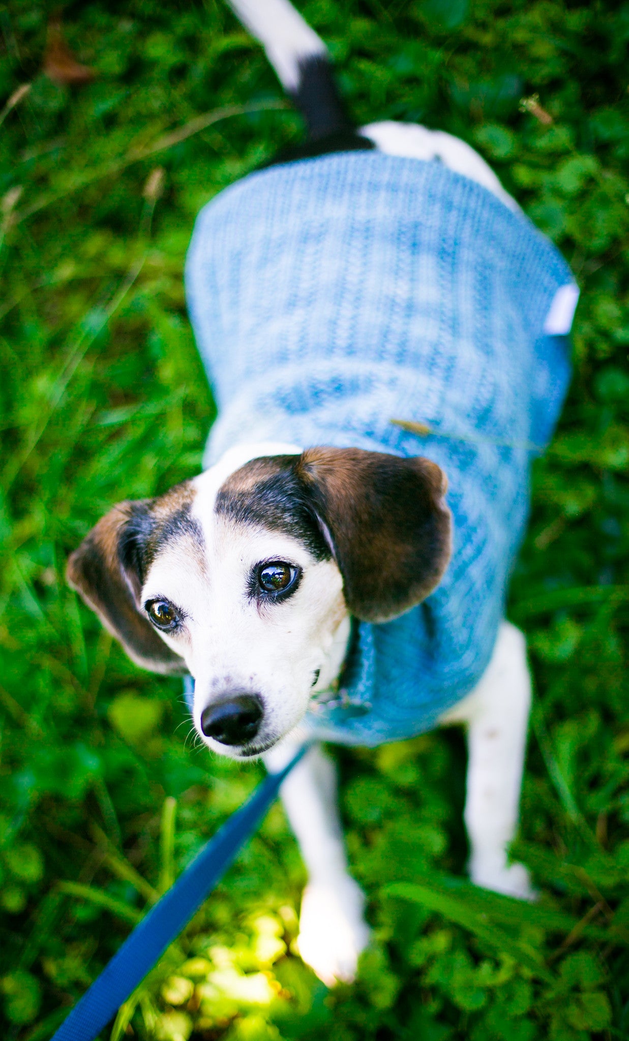 Cat & Dog Pet Sweaters in Hush LAST ONE!