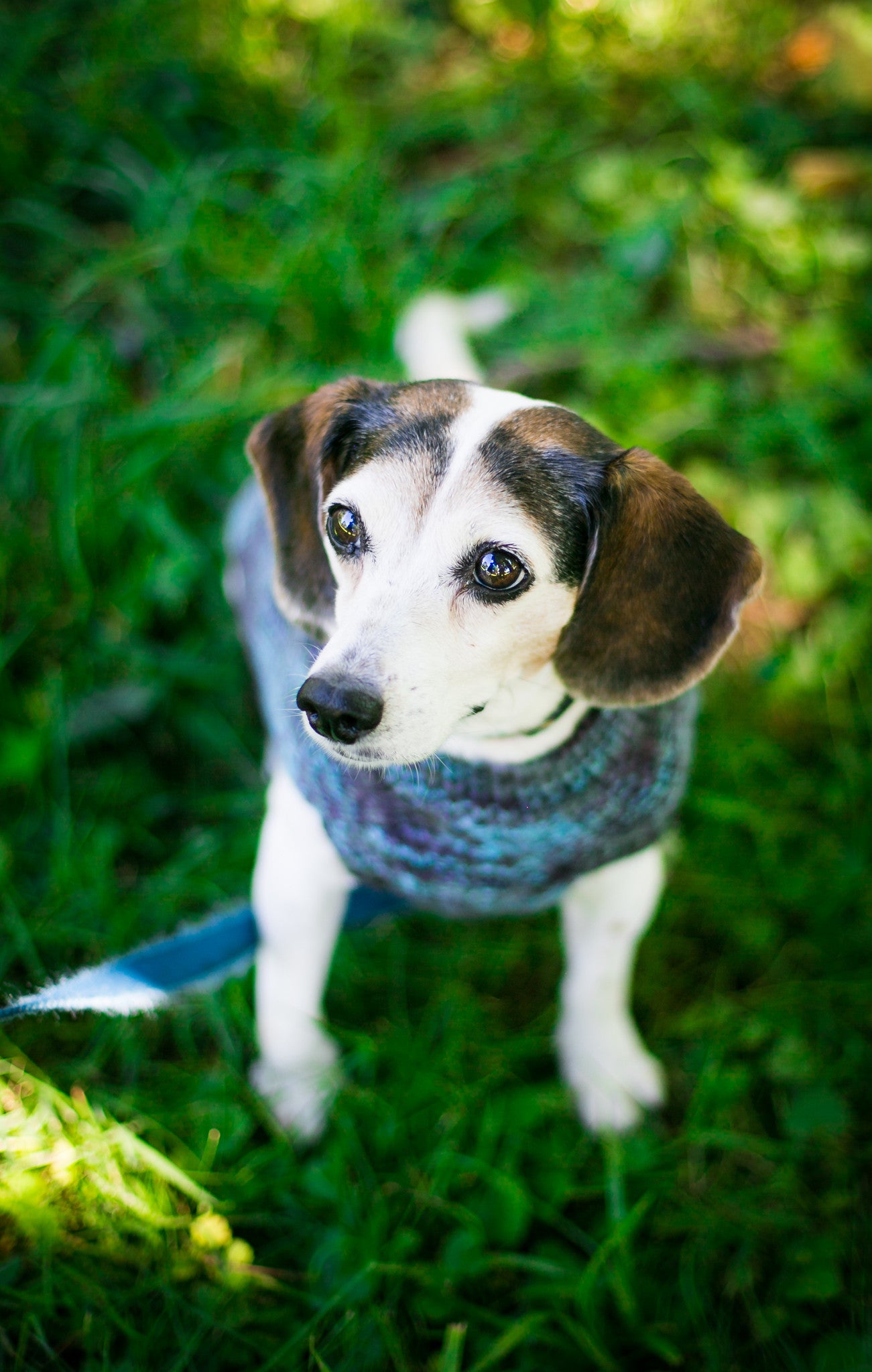 Cat & Dog Pet Sweaters in Amy's Vintage Office - VERY LIMITED QUANTITY AND LAST OF THIS COLORWAY!