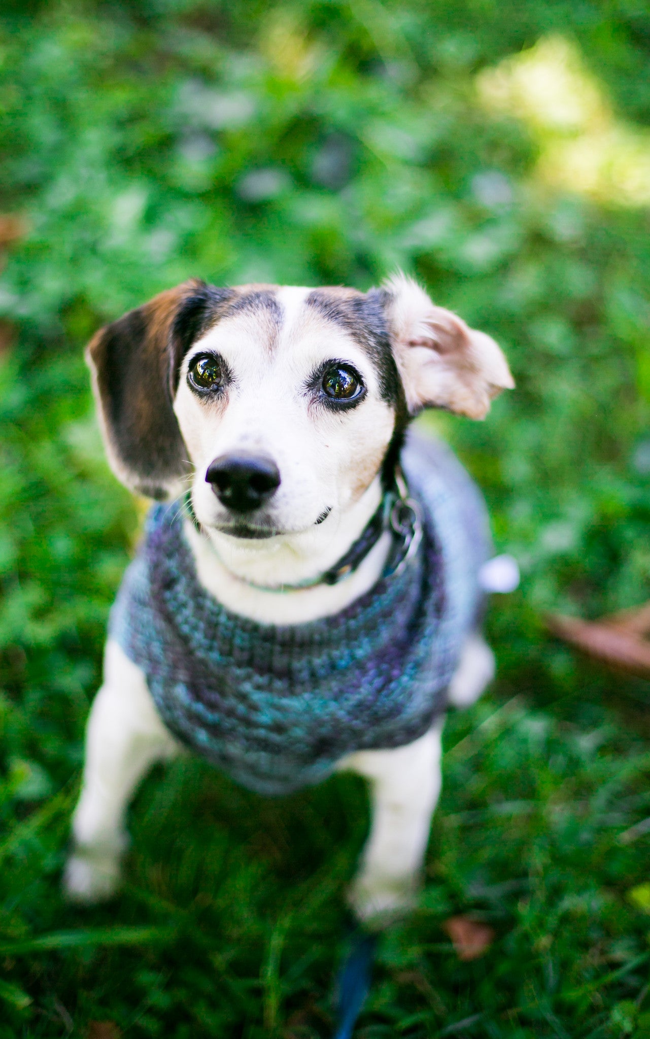 Cat & Dog Pet Sweaters in Amy's Vintage Office - VERY LIMITED QUANTITY AND LAST OF THIS COLORWAY!