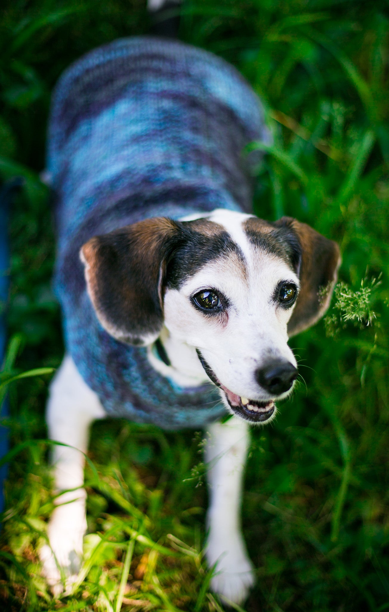 Cat & Dog Pet Sweaters in Amy's Vintage Office - VERY LIMITED QUANTITY AND LAST OF THIS COLORWAY!