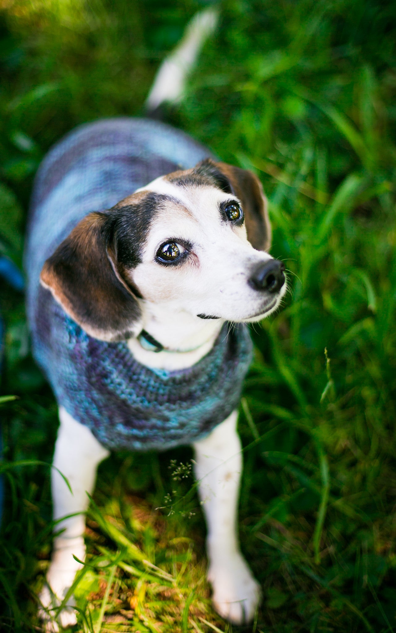 Cat & Dog Pet Sweaters in Amy's Vintage Office - VERY LIMITED QUANTITY AND LAST OF THIS COLORWAY!
