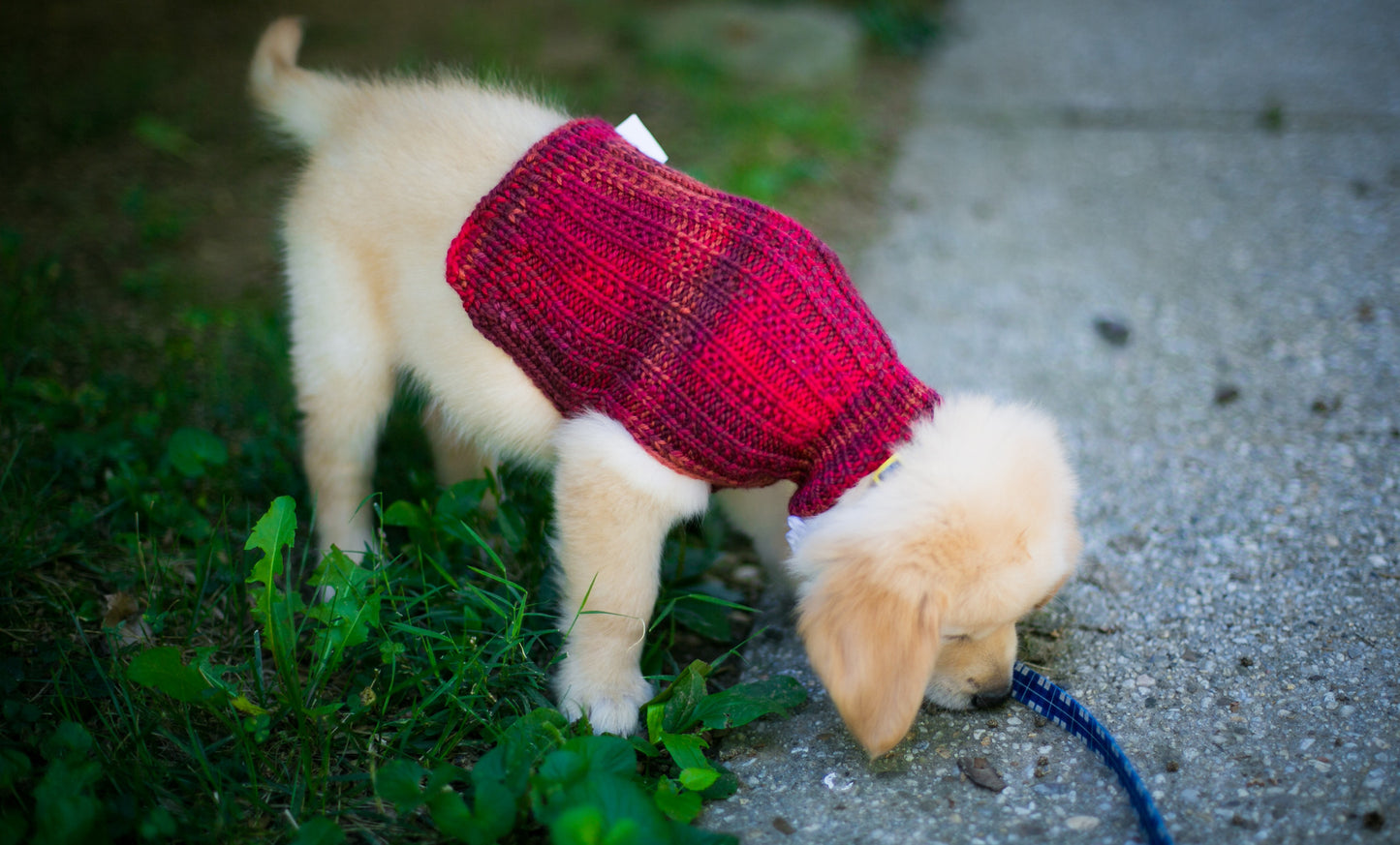 Cat & Dog Pet Sweaters in Red Rover LAST OF THIS COLORWAY!