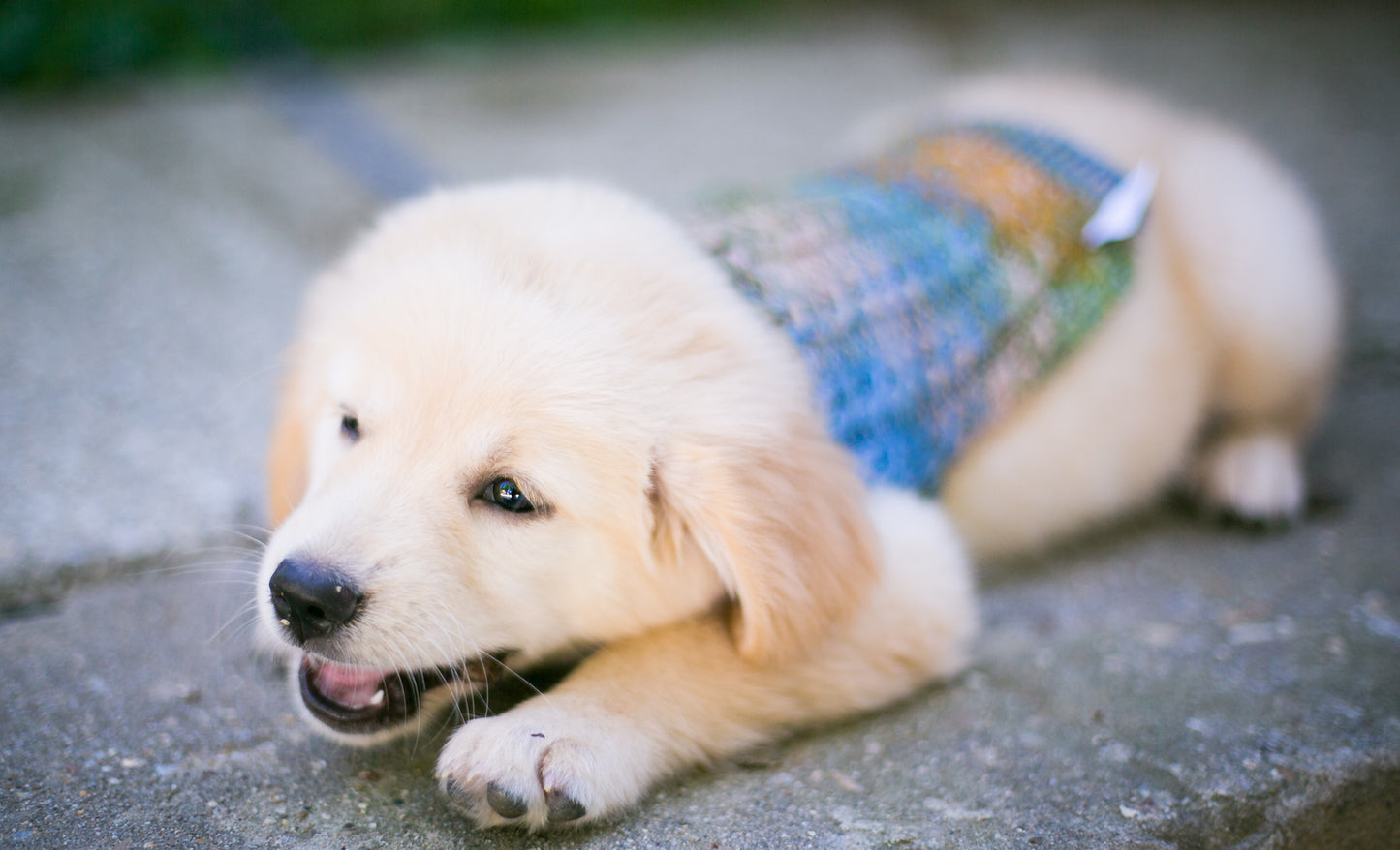 Cat & Dog Pet Sweaters in Lake Bluff - VERY LIMITED QUANTITY AND LAST OF THIS COLORWAY!