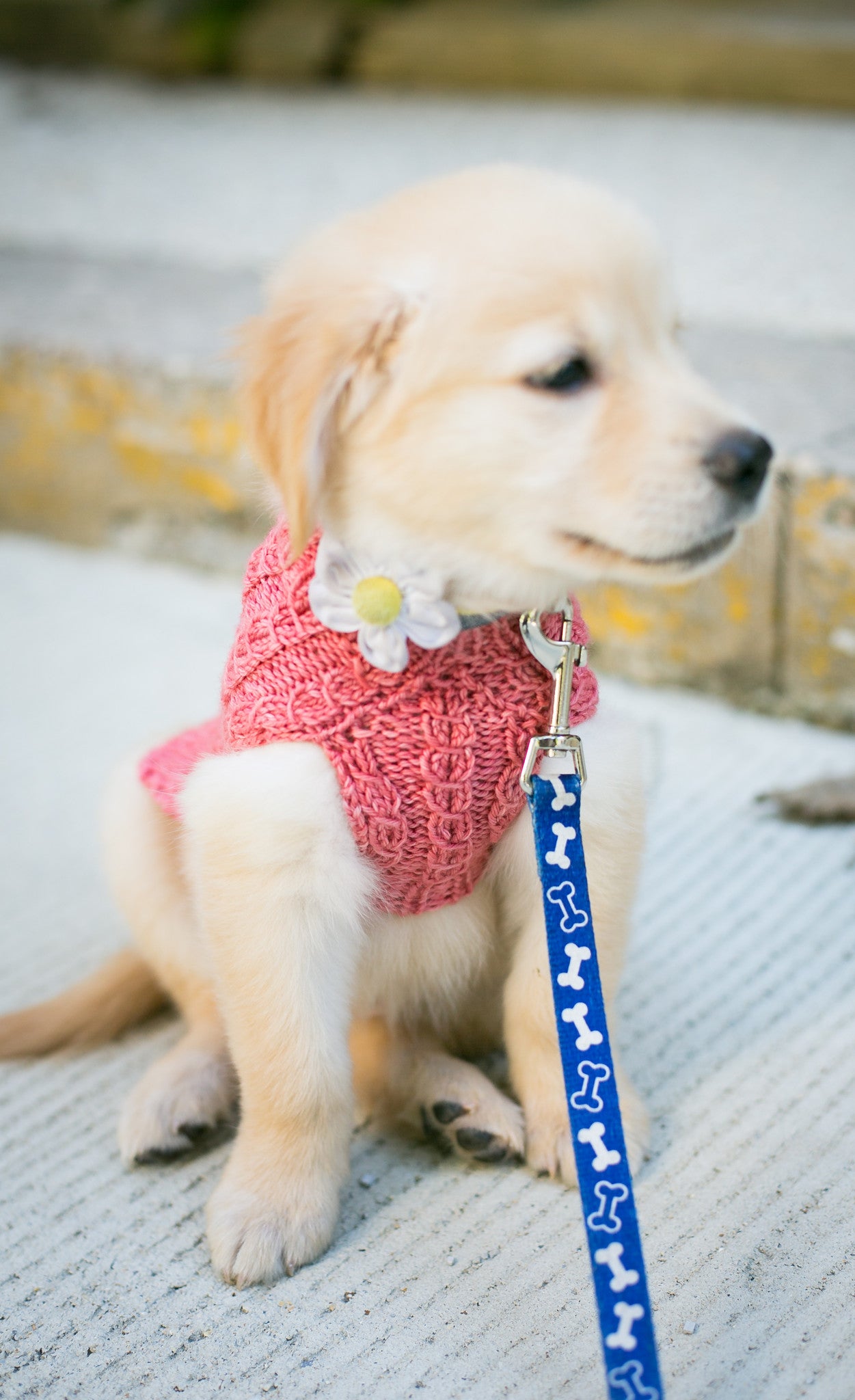 Cat & Dog Pet Sweaters in Pink Grapefruit