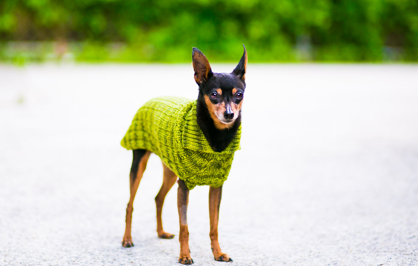 Cat & Dog Pet Sweaters in Ascot