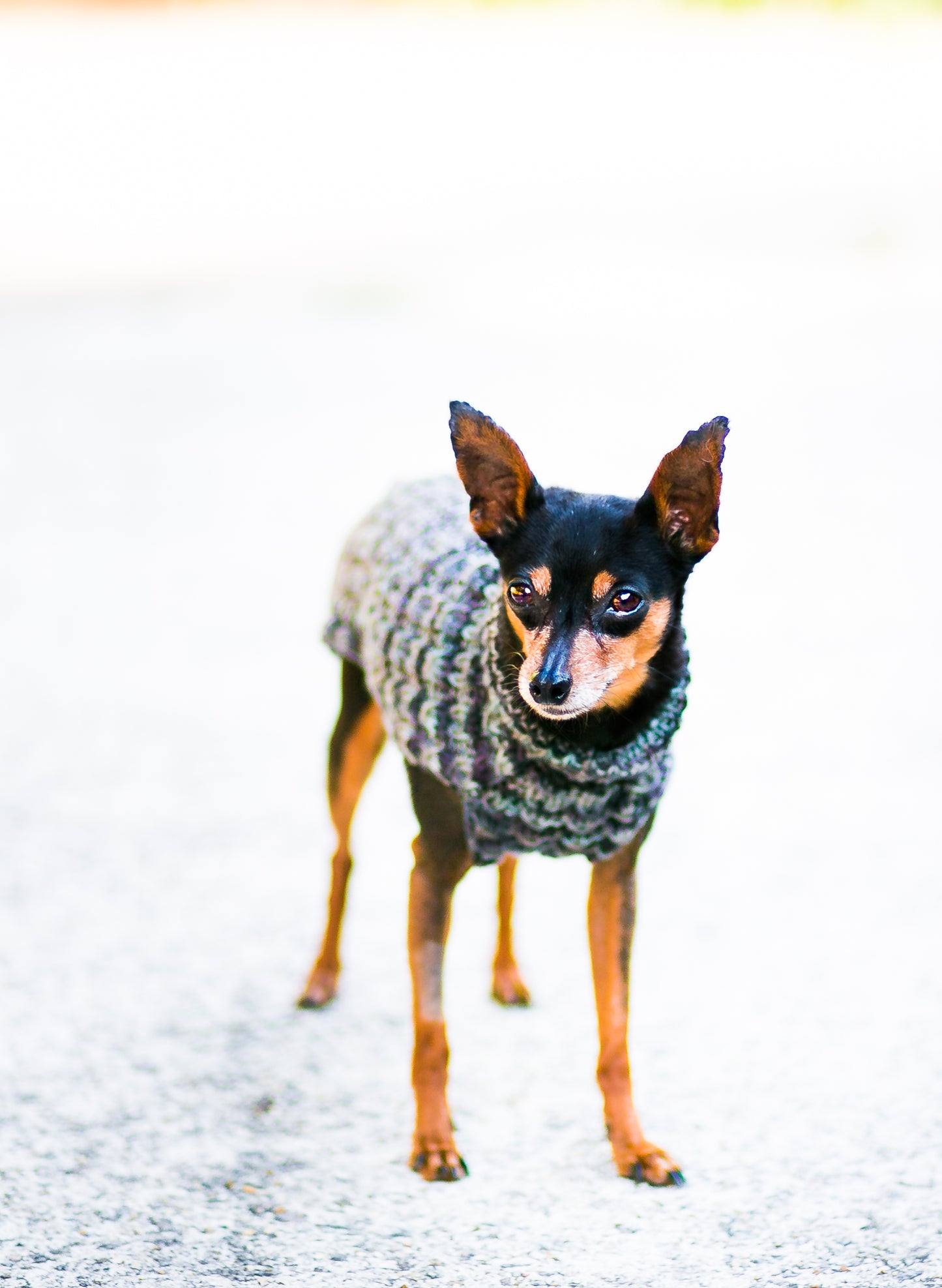 Cat & Dog Pet Sweaters in Pullman - LAST OF THIS COLORWAY!